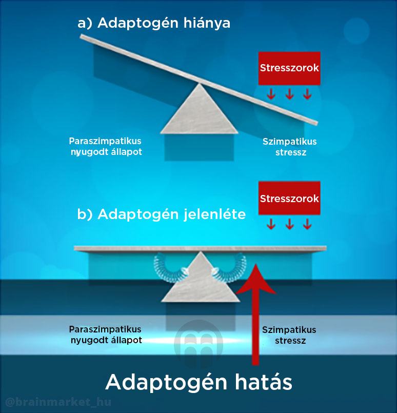 adaptoden_infografika_brainmarket_hu_1